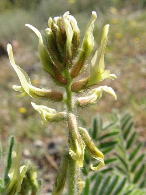 Medio Ambiente destaca que el garbancillo de Tallante contribuirá a fomentar el turismo ambiental en esta comarca - 1, Foto 1
