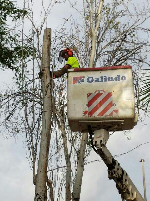 Medio Ambiente realizada hoy la poda y el recorte de árboles en Lobosillo, El Palmar, Monteagudo y Javalí Viejo - 2, Foto 2
