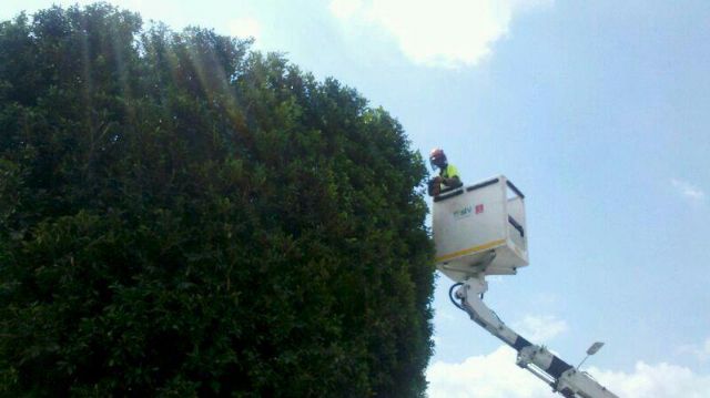 Medio Ambiente realizada hoy la poda y el recorte de árboles en Lobosillo, El Palmar, Monteagudo y Javalí Viejo - 3, Foto 3