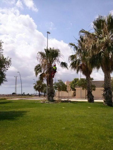 Medio Ambiente realizada hoy la poda y el recorte de árboles en Lobosillo, El Palmar, Monteagudo y Javalí Viejo - 5, Foto 5