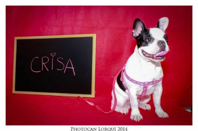 Crisa, una perrita bulldog francés de 6 meses, será la Mascota de Lorquí 2014 - 1, Foto 1