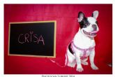 Crisa, una perrita bulldog francs de 6 meses, ser la Mascota de Lorqu 2014