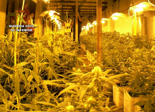 La Guardia Civil desarticula un grupo delictivo dedicado al cultivo y tráfico de marihuana en Murcia - 2, Foto 2