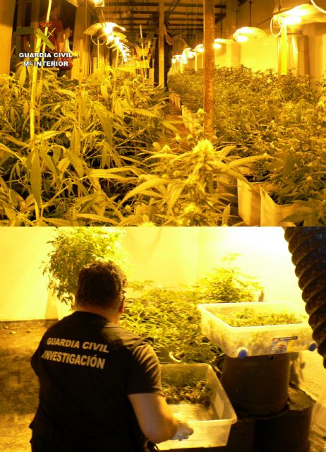 La Guardia Civil desarticula un grupo delictivo dedicado al cultivo y tráfico de marihuana en Murcia - 4, Foto 4