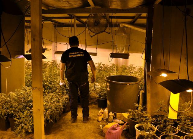 La Guardia Civil desarticula un grupo delictivo dedicado al cultivo y tráfico de marihuana en Murcia - 5, Foto 5
