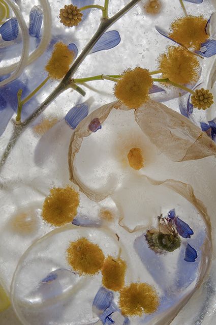 Imágenes de naturaleza onírica de Teresa Arnal en su exposición fotográfica Nunca Jamás en la Aurora - 1, Foto 1