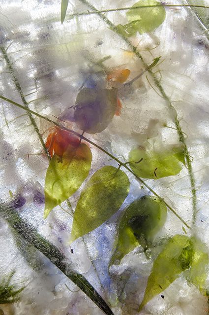 Imágenes de naturaleza onírica de Teresa Arnal en su exposición fotográfica Nunca Jamás en la Aurora - 2, Foto 2