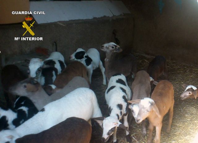 La Guardia Civil detiene a cuatro personas e imputa a otras seis por la sustracción de ganado y productos del campo - 2, Foto 2