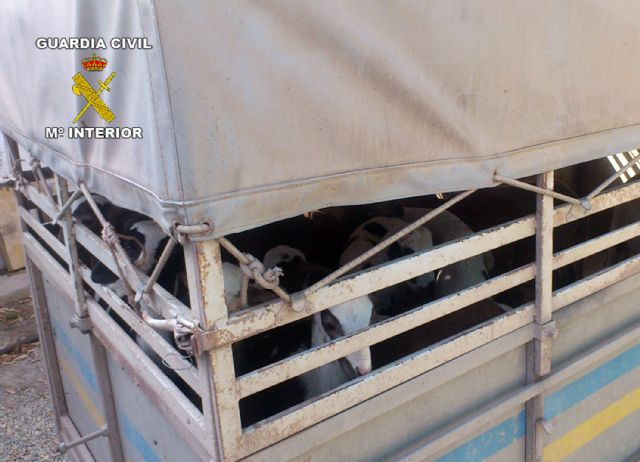 La Guardia Civil detiene a cuatro personas e imputa a otras seis por la sustracción de ganado y productos del campo - 4, Foto 4