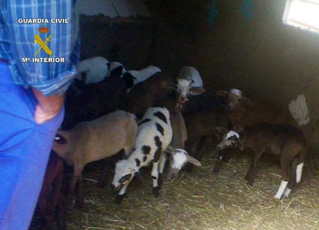La Guardia Civil detiene a cuatro personas e imputa a otras seis por la sustracción de ganado y productos del campo - 5, Foto 5