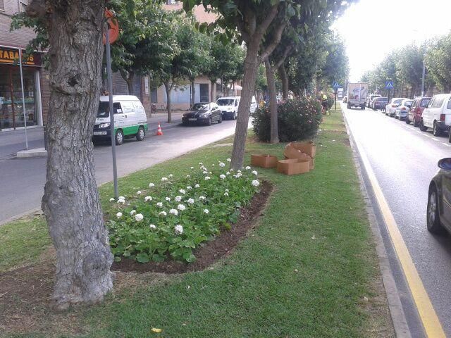 Medio Ambiente realiza la poda y recorte de árboles en El Palmar, Sangonera la Seca, Algezares, Monteagudo, Javalí Viejo, Lobosillo y Llano de Brujas - 3, Foto 3