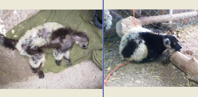 Terra Natura Murcia separa a sus lémures para evitar que se deteriore su pelaje - 1, Foto 1