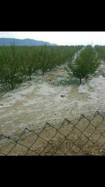 Las tormentas acaecidas en nuestra Región en la tarde de ayer arrasan cultivos leñosos de varias localidades Murcianas - 2, Foto 2