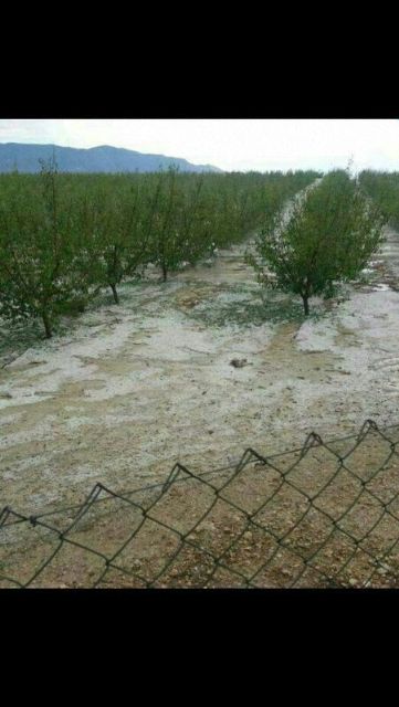 Las tormentas acaecidas en nuestra Región en la tarde de ayer arrasan cultivos leñosos de varias localidades Murcianas - 2, Foto 2