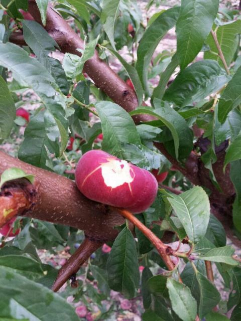 Las tormentas acaecidas en nuestra Región en la tarde de ayer arrasan cultivos leñosos de varias localidades Murcianas - 5, Foto 5
