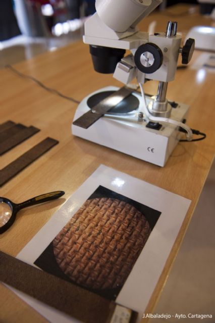 Enseñan a detectar el mosquito tigre con una aplicación móvil - 1, Foto 1