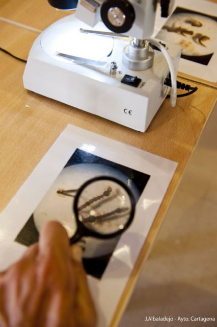 Enseñan a detectar el mosquito tigre con una aplicación móvil - 3, Foto 3