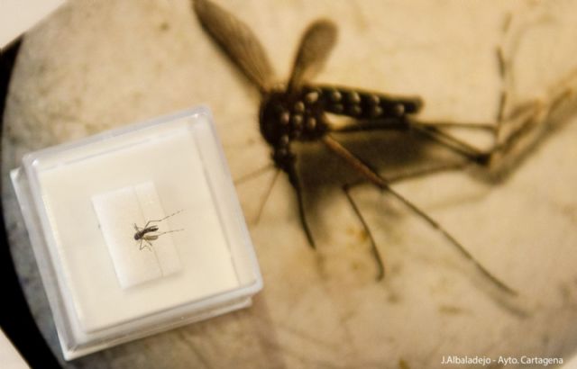 Enseñan a detectar el mosquito tigre con una aplicación móvil - 5, Foto 5
