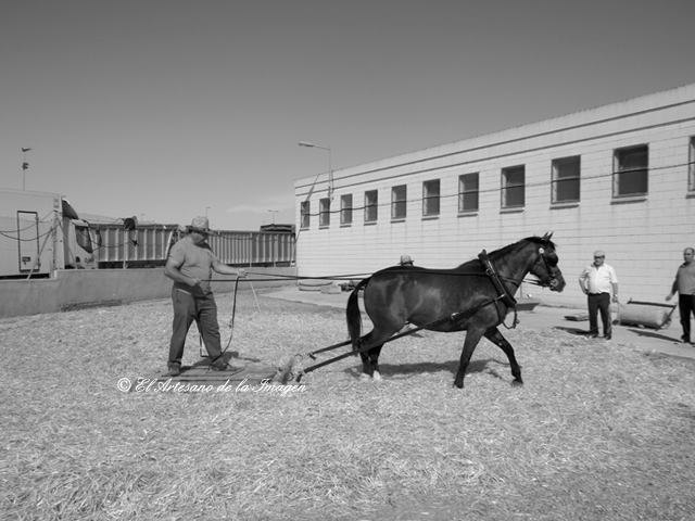 Un trillador en plena faena, Foto 1