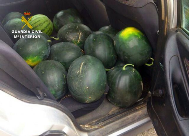 La Guardia Civil detiene a una decena de personas por la sustracción de cuatro toneladas de sandías - 1, Foto 1