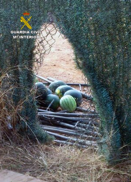 La Guardia Civil detiene a una decena de personas por la sustracción de cuatro toneladas de sandías - 2, Foto 2
