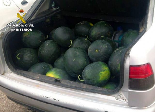 La Guardia Civil detiene a una decena de personas por la sustracción de cuatro toneladas de sandías - 3, Foto 3