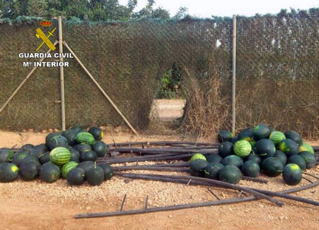 La Guardia Civil detiene a una decena de personas por la sustracción de cuatro toneladas de sandías - 4, Foto 4