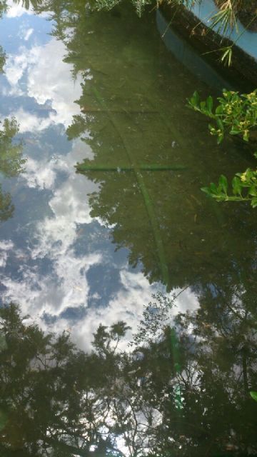 IU-Verdes exige el arreglo y la limpieza del Jardín Botánico de la Estacada - 3, Foto 3