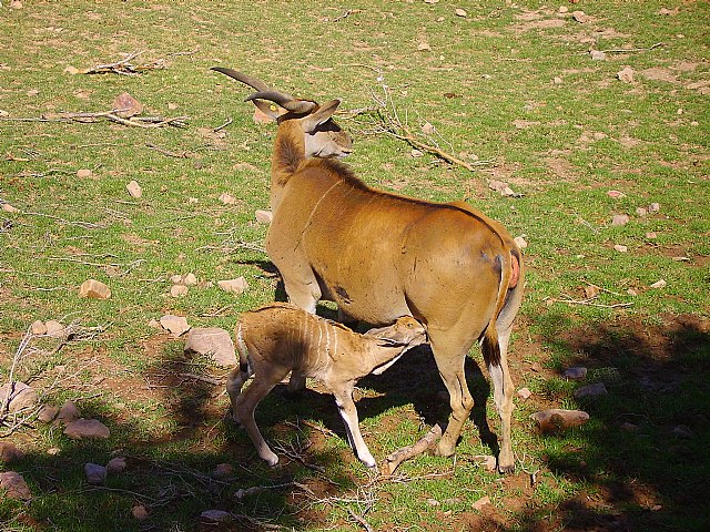 Terra Natura Murcia cede dos elands del Cabo a un zoo de Lugo dentro de un convenio de colaboración - 1, Foto 1