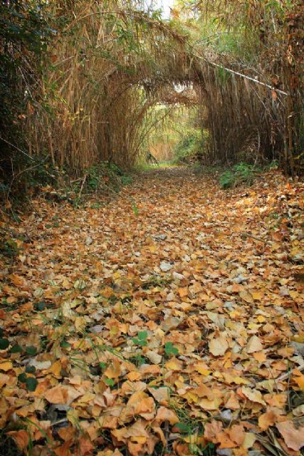 Manuel Corbalán gana el IV Concurso de Fotografía 'Montes y Huerta de Cehegín' - 3, Foto 3