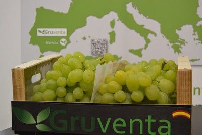 Extraordinaria calidad y carácter internacionalizador en la campaña de uva de mesa española - 1, Foto 1