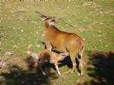 Terra Natura Murcia cede dos elands del Cabo a un zoo de Lugo dentro de un convenio de colaboracin