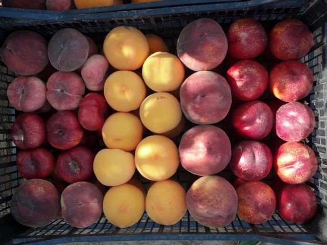 Agricultura prevé para esta temporada un incremento en la cosecha de melocotón del 30 por ciento respecto al año anterior - 1, Foto 1