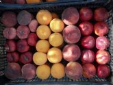 Agricultura prev para esta temporada un incremento en la cosecha de melocotn del 30 por ciento respecto al año anterior
