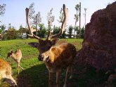 Nuevas cras de gamos y ciervos comienzan a poblar Terra Natura Murcia