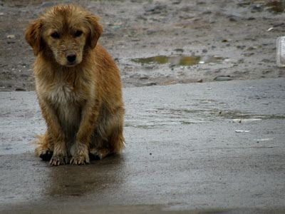 La concejala responsable del Albergue Municipal recuerda que abandonar animales puede ser sancionado con multas de entre 3.000 y 15.000 euros - 1, Foto 1