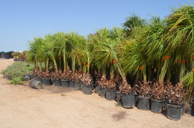 Donan al Ayuntamiento unos 2.000 pinos y 500 palmeras que serán replantadas en todo el municipio - 1, Foto 1