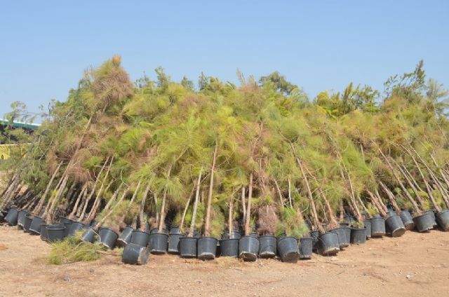Donan al Ayuntamiento unos 2.000 pinos y 500 palmeras que serán replantadas en todo el municipio - 2, Foto 2