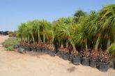 Donan al Ayuntamiento unos 2.000 pinos y 500 palmeras que sern replantadas en todo el municipio