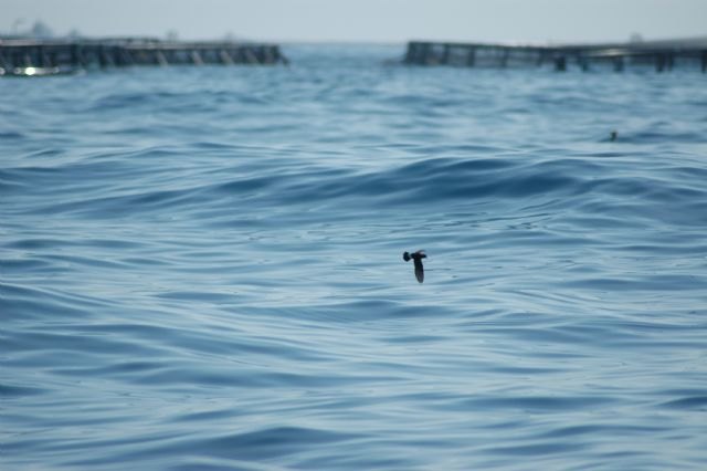 El IMIDA obtiene ayuda para un proyecto de investigación sobre la acuicultura marina como recurso para la fauna silvestre - 1, Foto 1