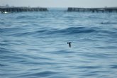 El IMIDA obtiene ayuda para un proyecto de investigacin sobre la acuicultura marina como recurso para la fauna silvestre