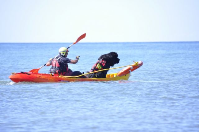 El servicio de Emergencias incorpora un perro de rescate al dispositivo de salvamento en playas - 2, Foto 2