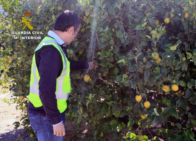 La Guardia Civil detiene a dos personas más por delitos contra explotaciones agrícolas de Alguazas y Lorquí - 3, Foto 3