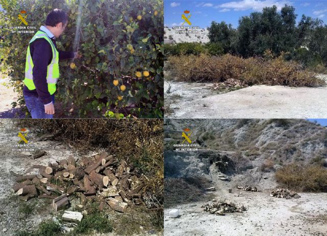 La Guardia Civil detiene a dos personas más por delitos contra explotaciones agrícolas de Alguazas y Lorquí - 5, Foto 5