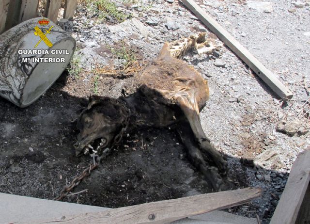 La Guardia Civil imputa a una persona el abandono de dos perros que acabaron muriendo - 3, Foto 3