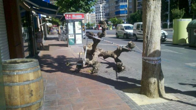 Medio Ambiente eliminará mañana ocho catalpas muertas de Ronda Norte - 1, Foto 1
