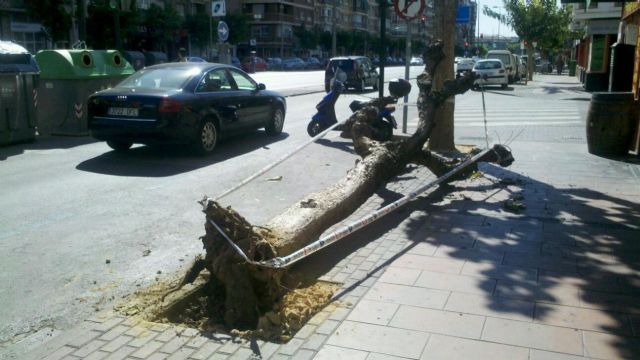 Medio Ambiente eliminará mañana ocho catalpas muertas de Ronda Norte - 2, Foto 2