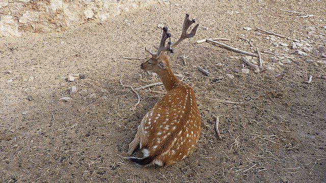 Los gamos ibéricos de Terra Natura Murcia afrontan la recta final del proceso de escoda - 1, Foto 1
