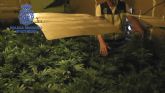 La Policía Nacional desmantela una plantación de marihuana en un piso de una pedanía murciana