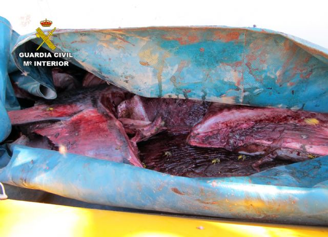 La Guardia Civil decomisa en Cartagena más de 50 kilos de atún robo capturado ilícitamente - 4, Foto 4